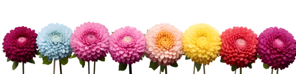  row of dahlia flowers banner isolated on transparent background - floral design element PNG cutout © sam