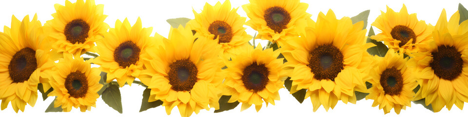 row of sunflowers banner isolated on transparent background - floral design element PNG cutout - obrazy, fototapety, plakaty