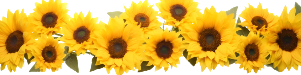 Rolgordijnen row of sunflowers banner isolated on transparent background - floral design element PNG cutout © sam