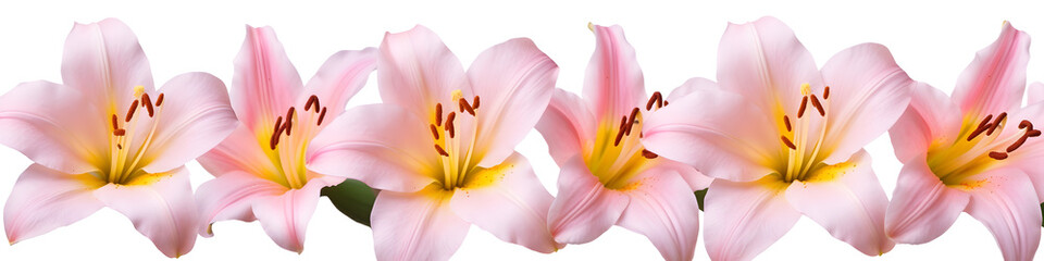 row of lily flowers banner isolated on transparent background - floral design element PNG cutout