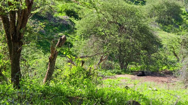 Rack focus of black leopard (Panthera pardus) camouflaged under shade during the morning in Africa.