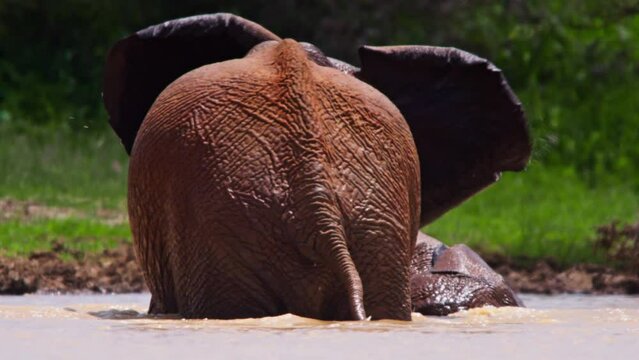 Close up pan of two elephants (Loxodonta africana) about to mate while half submerged in water during the morning in Africa.