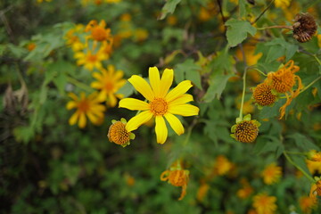 flowers in the garden
