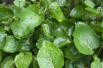 After the rain falls