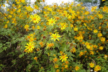 flowers in the garden
