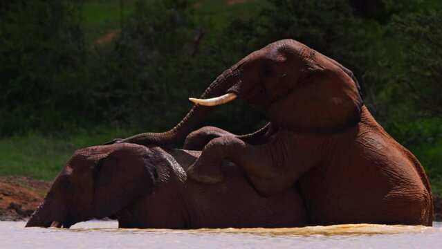 Long lens of two elephants (Loxodonta africana) mating while half submerged in water during the morning in Africa.