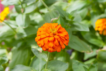 Colorful zinnia flowers blooming  in the garden