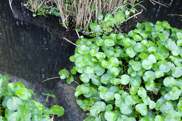 Gotu kola, Asiatic pennywort, Indian pennywort. Water plant in the pond
