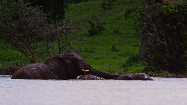 Wide shot of male elephant (Loxodonta africana) mating with a female while submerged in water during the morning in Africa.