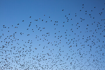 Murmuration flock of birds fly in the blue sky 