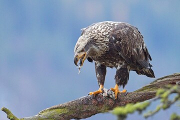 Juvenile eagle eats pieces of a fish.
