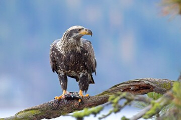 Eagle on branch holding a fish.