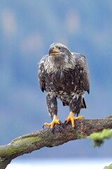 Portraiture of juvenile eagle on a branch.