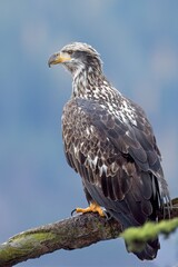 Young eagle perched on a branch.