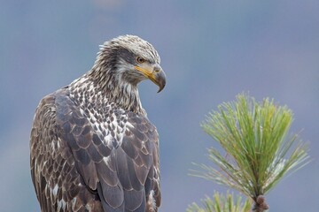 Immature bald eagle portrait.
