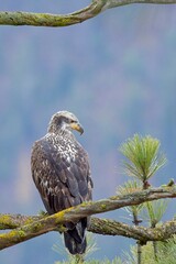 Bald eagle perched on barren tree branch.