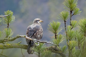 Young eagle in a pine tree.