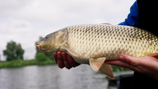 close up professional fisherman holding a carp fish on the bank of a river fishing in reservoirs a good catch