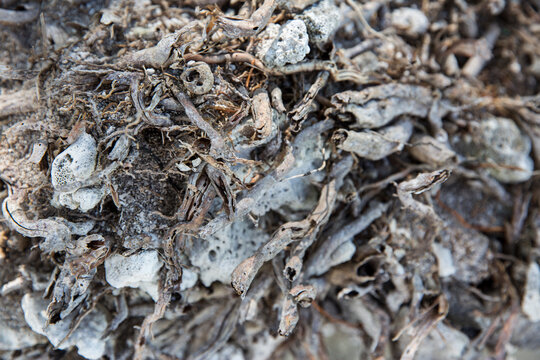 Textured pattern of leaves and twigs in Tahiti 