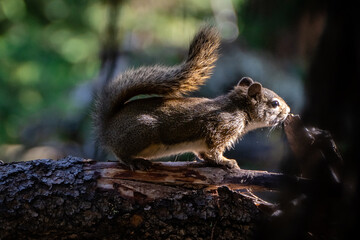 Obraz premium Squirrel on a Log