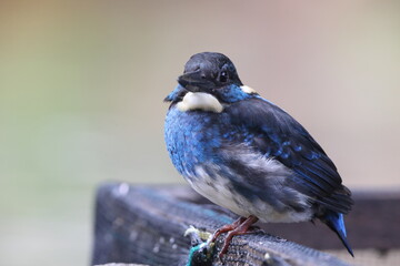  Javan blue-banded kingfisher (Alcedo euryzona), is a species of kingfisher in the subfamily Alcedininae. It is endemic to and found throughout Java.