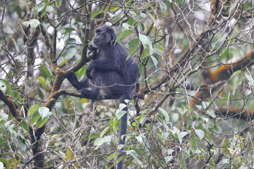 East Javan langur (Trachypithecus auratus), also known as the ebony lutung, Javan langur or Javan lutung, is an Old World monkey from the Colobinae subfamily.
