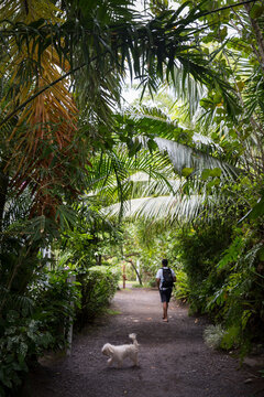 Stunning tropical beach landscape with lush leaves in Tahiti  as someone walks on a path with a dog