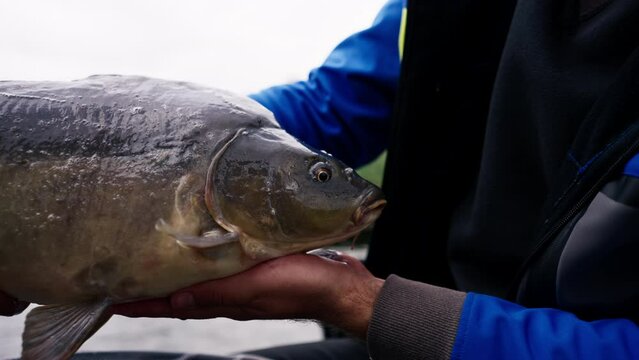 close up professional fisherman holding a carp fish on the bank of a river fishing in reservoirs a good catch