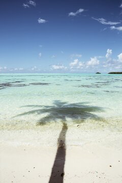 Palm tree shadow reflecting in the blue turquoise clear tropical water in Tahiti 