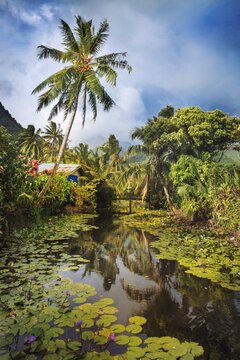 Stunning tropical beach landscape with lush leaves in Tahiti  