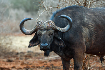 Cape Buffalo in Africa