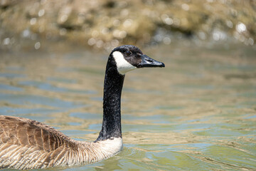 Canada goose close up in a lake