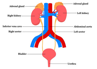 腎臓と膀胱の各部名称