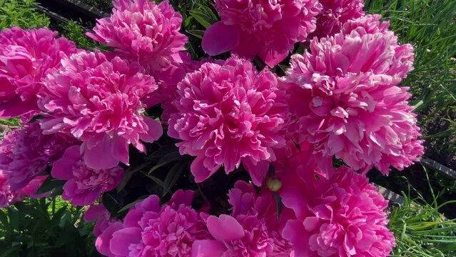 pink peonies grow in the garden, top view. summer varietal flowers.