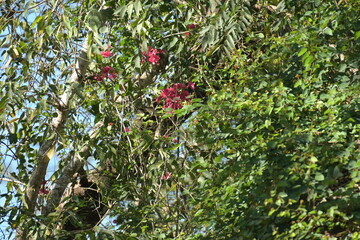 Costa Rica Mittelamerika Jungle wilde Tiere Kakao Papagei