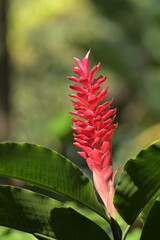 Costa Rica Mittelamerika Pflanzen Natur Umwelt Regenwald