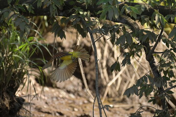 Costa Rica Mittelamerika Pflanzen Natur Umwelt Regenwald