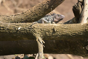 Costa Rica Mittelamerika Pflanzen Natur Umwelt Regenwald