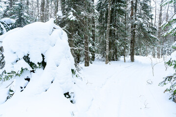 Winter snowy forest, snowdrifts, fir trees and path.