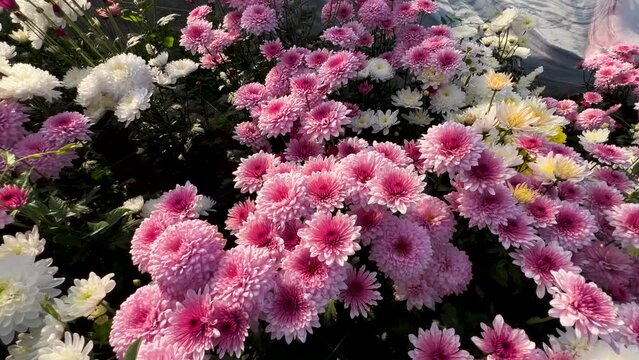Beautiful chrysanthemums gul e dawoodi flowers in bloom