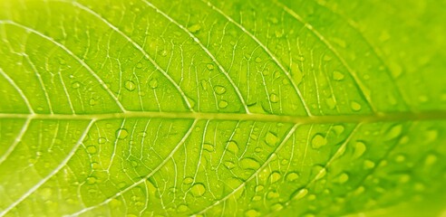 Leaf texture with water drops