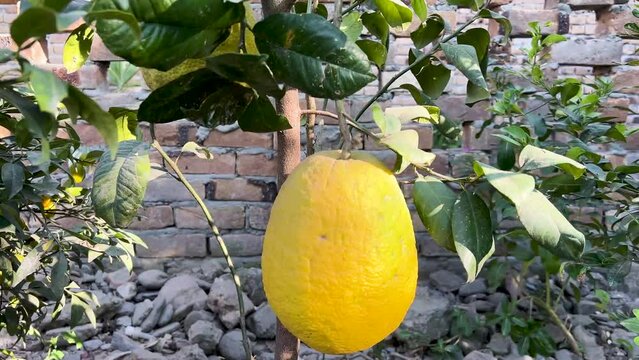 Ripe yellow galgal hill lemon fruit hanging from a small tree