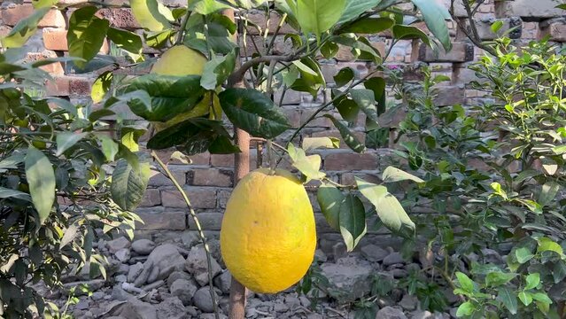 Hill lemon yellow ripe fruit closeup