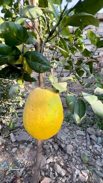 Closeup of galgal hill lemon ripe fruit in tree