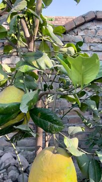 Yellow ripe galgal hill lemon fruit tree
