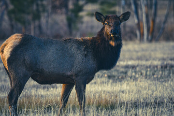 Elk in the forest
