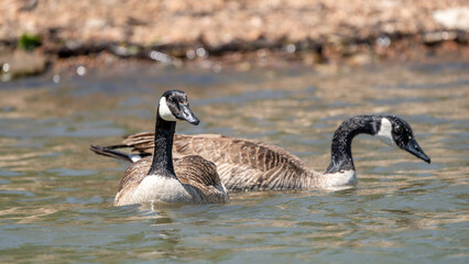 Pair of Canadian geese swimming