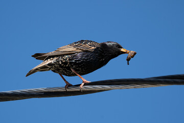 A starling bird with a worm in its beak perches on a power line