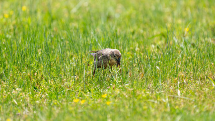 A bird finds a bug in the grass