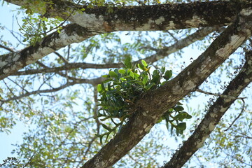Monte Verde Costa Rica Natur Umwelt Mittelamerika Regenwald